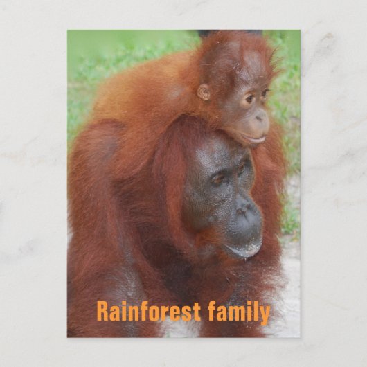 Kalimantan Indonesia Rainforest Family Briefkaart (Voorkant)