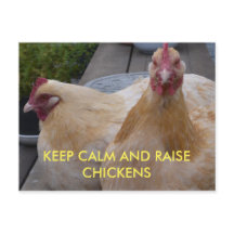 Kalk- en mestkippen Briefkaart houden