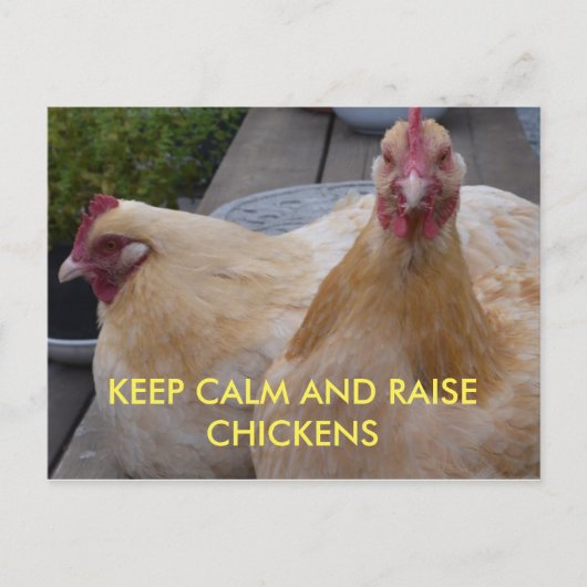 Kalk- en mestkippen Briefkaart houden (Voorkant)