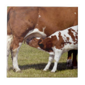 Kalkappelen Tegeltje (Voorkant)