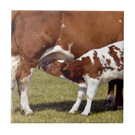 Kalkappelen Tegeltje (Voorkant)