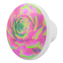 Kalkgroen en roze Succulent Sedum Rosette Keramische Knop