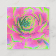 Kalkgroen en roze Succulent Sedum Rosette