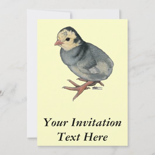 Kalkoen Poult Blue Slate Kaart (Voorkant)