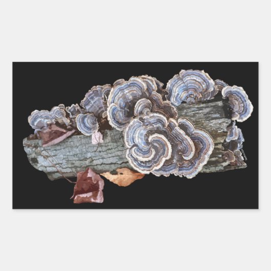 Kalkoen Staart Sticker Trametes versicolor (Voorkant)