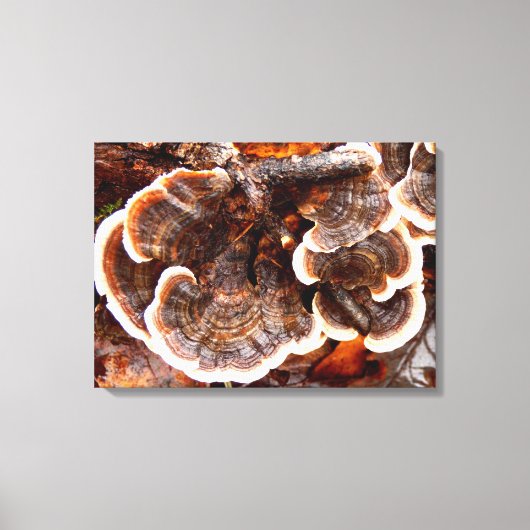 Kalkoen staarten schimmels Canvas Print (Voorkant)