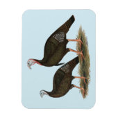 Kalkoenen in het oostelijke wilde haar magneet (Verticaal)