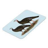 Kalkoenen in het oostelijke wilde haar magneet (Linkerzijde)