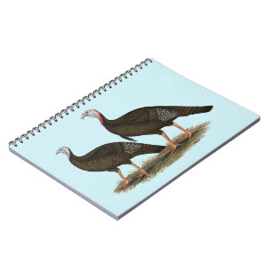 Kalkoenen in het oostelijke wilde haar notitieboek