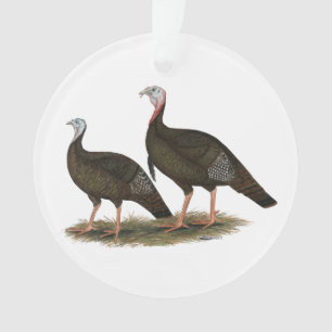 Kalkoenen in het oostelijke wilde haar ornament