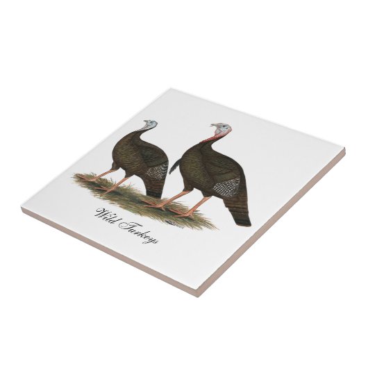 Kalkoenen in het oostelijke wilde haar tegeltje (Zijkant)