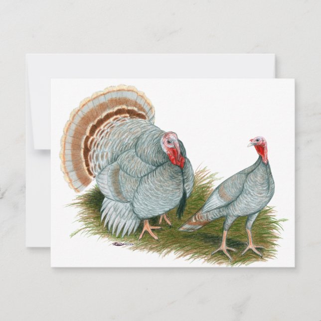 Kalkoenen: Lila (Voorkant)