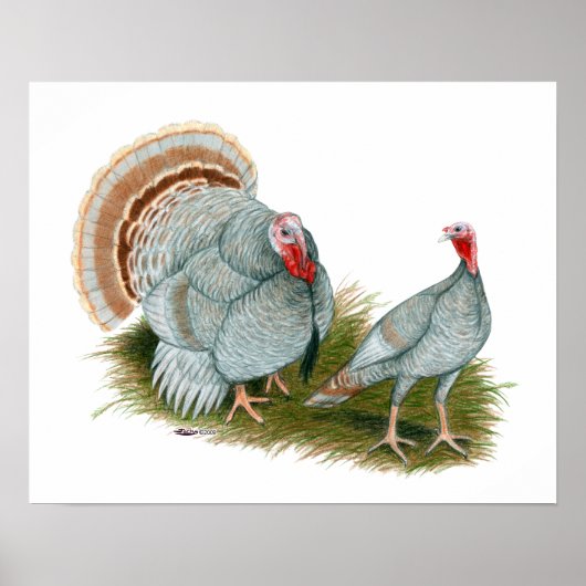 Kalkoenen: Lila Poster (Voorkant)