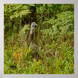 kalkoenen met kuikens poster