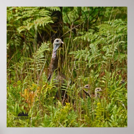 kalkoenen met kuikens poster (Voorkant)