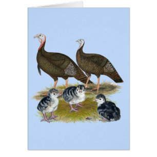 Kalkoenen Oosterse Wilde Familie