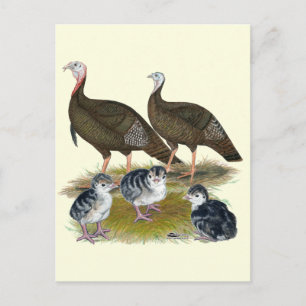 Kalkoenen Oosterse Wilde Familie Briefkaart