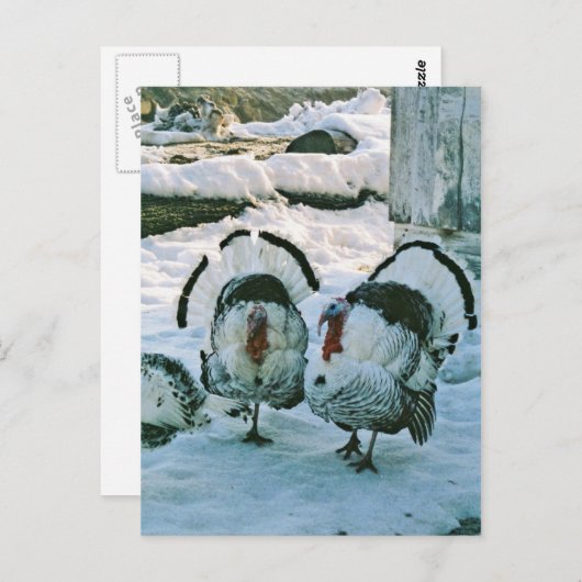 Kalkoenen op het Briefkaart van het Boerderij (Voorkant / Achterkant)