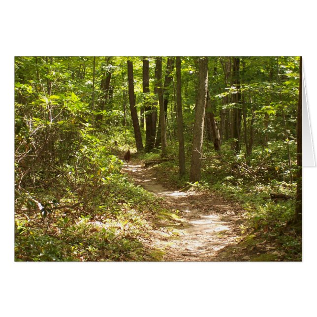 kalkoenen op het spoor in appalachian (Voorkant Horizontaal)