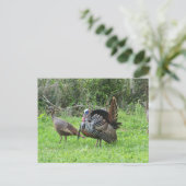 Kalkoenen op West Lake Toho Briefkaart (Staand voorkant)