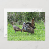 Kalkoenen op West Lake Toho Briefkaart (Voorkant / Achterkant)