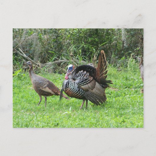 Kalkoenen op West Lake Toho Briefkaart (Voorkant)