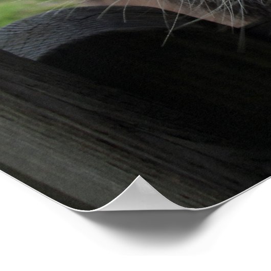 Kalkoenen Poster (Hoek)