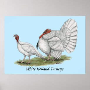 Kalkoenen White Hollands Poster