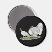 Kalkoenen Witte Hollands Magneet (Voorkant / Achterkant)
