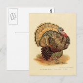  kalkoenengeïllustreerd collectie briefkaart (Voorkant / Achterkant)