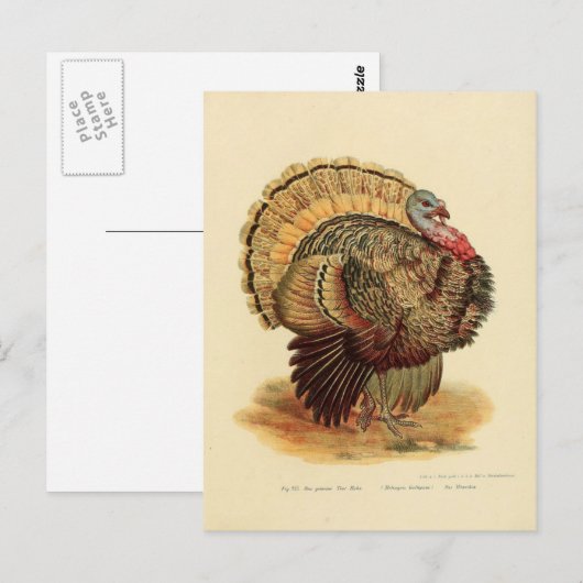  kalkoenengeïllustreerd collectie briefkaart (Voorkant / Achterkant)