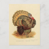  kalkoenengeïllustreerd collectie briefkaart (Voorkant)