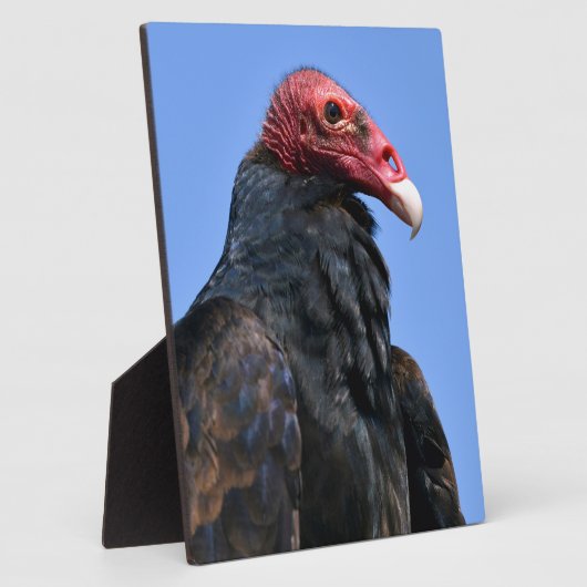 Kalkoengier Fotoplaat (Zijkant)