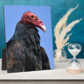 Kalkoengier Fotoplaat (Zijkant)