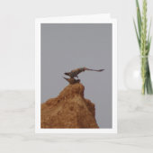 Kalkoenparing, Falco tinnunculus Kaart (Voorkant)