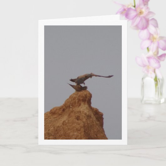 Kalkoenparing, Falco tinnunculus Kaart (Orchidee)