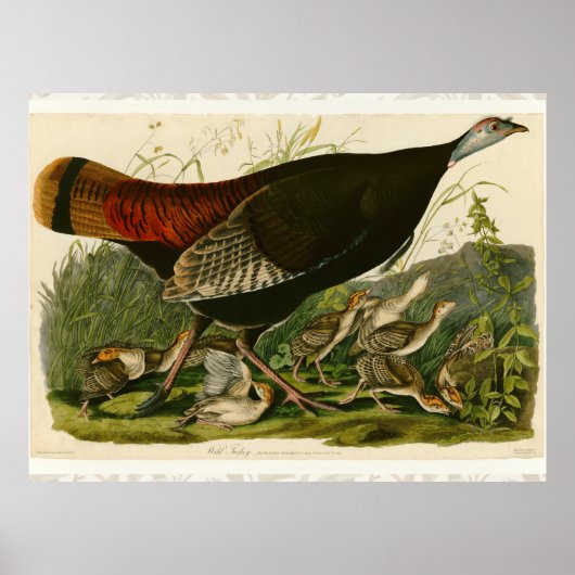 Kalkoense Audubon vogel schilderij Poster (Voorkant)