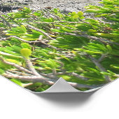 Kalkstenen kliffen bij Hoefijzer Bay, Bermuda Poster (Hoek)