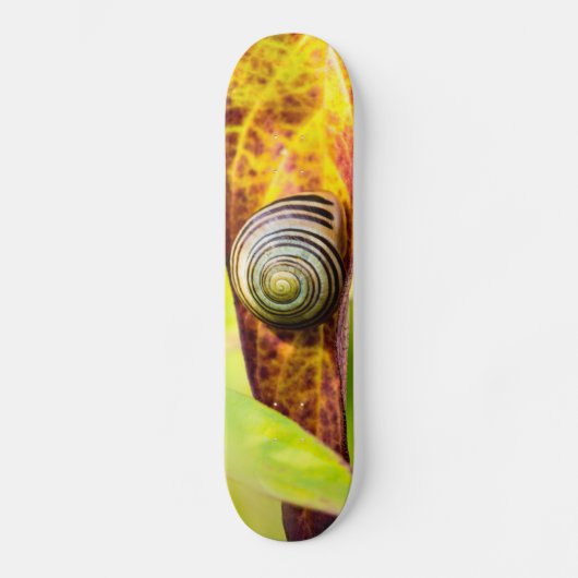 kalm aanhechtend skateboard (Voorkant)
