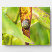 kalm gehecht fotoplaat (Voorkant)