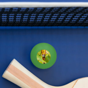kalm gehecht pingpongbal