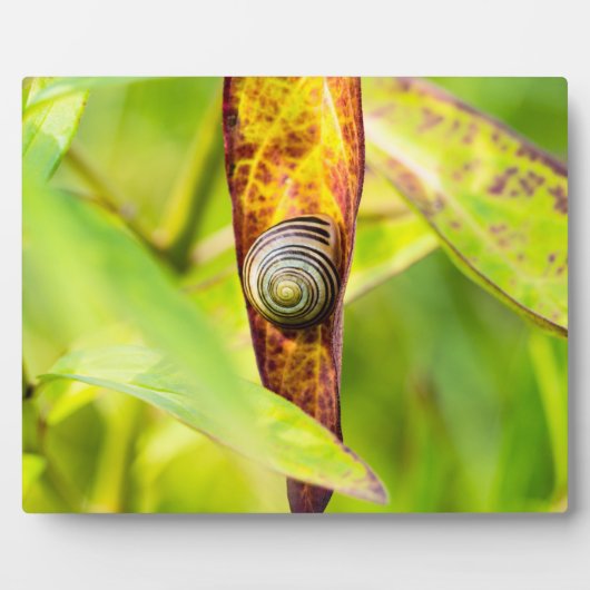 kalm gehechtheid fotoplaat (Voorkant)