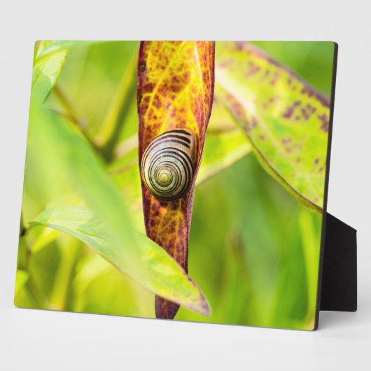 kalm gehechtheid fotoplaat (Zijkant)