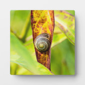 kalm gehechtheid fotoplaat (Voorkant)