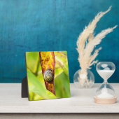 kalm gehechtheid fotoplaat (Insitu)