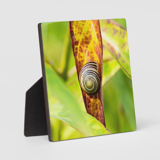 kalm gehechtheid fotoplaat (Voorkant)