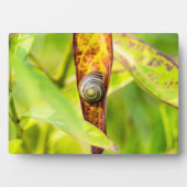 kalm gehechtheid fotoplaat (voorkant)