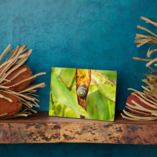 kalm gehechtheid fotoplaat