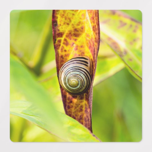 kalm gehechtheid labels (Design 2)