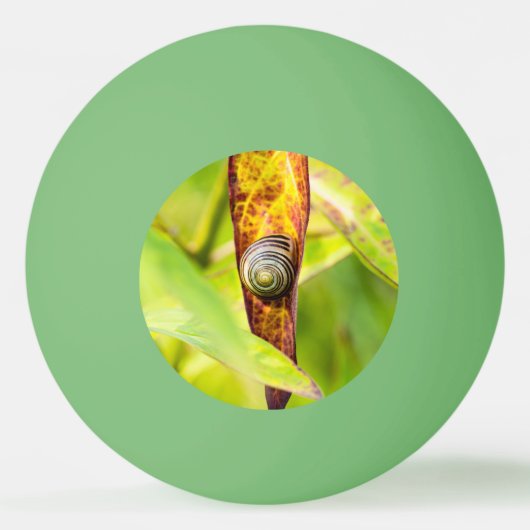 kalm gehechtheid pingpongbal (Achterkant)